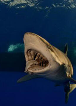 红海大白鲨剧照