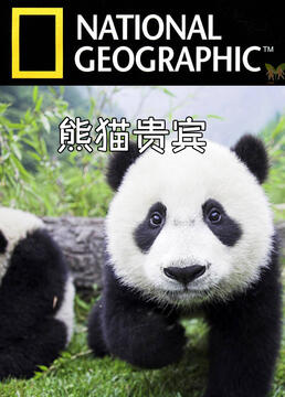 熊猫贵宾剧照