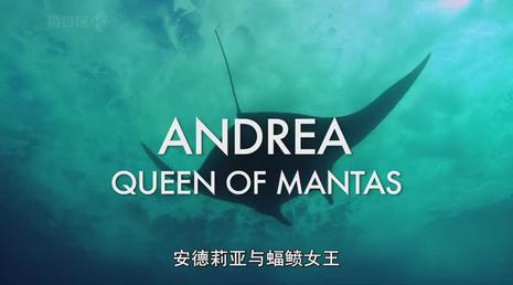 自然世界:安德莉亚蝠鲼女王
