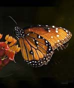 破解蝴蝶迁徙之谜的生物学家剧照