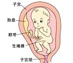 七个月胎儿发育过程图 第7个月 胎儿发育过程图