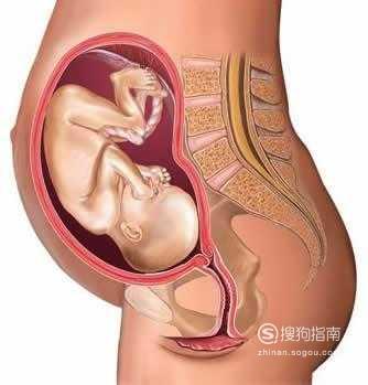 怀孕七个月胎儿图片 怀孕七个月胎儿图