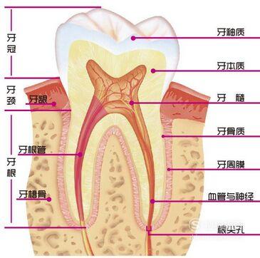 口腔基础知识:牙齿的结构图