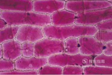 如何进行洋葱外表皮细胞的质壁分离及复原实验