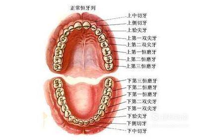 牙齿的结构(图解)
