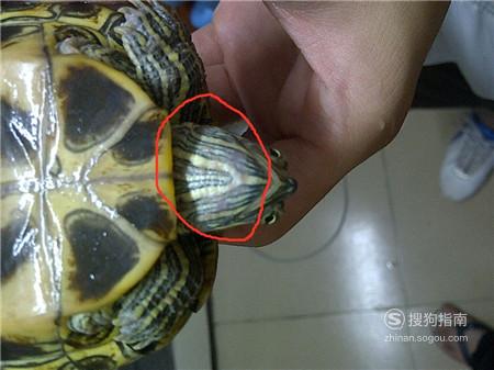 如何治疗乌龟腐皮 龟龟得了腐皮病如何治疗