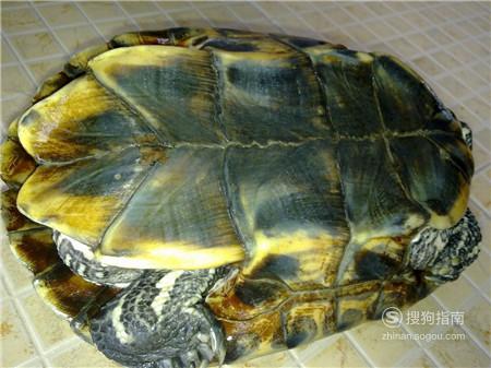 如何治疗乌龟腐皮 龟龟得了腐皮病如何治疗