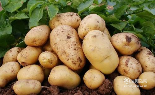 土豆的种植方法步骤 土豆的种植方法