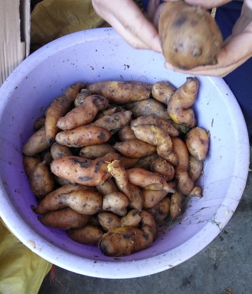 如何制作番薯干软而香甜窍门 如何做出又香又软，甜而不腻的番薯干、地瓜干