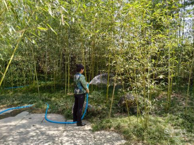 竹子怎么养才能更旺盛 竹子怎么养？竹子旺盛养殖方法