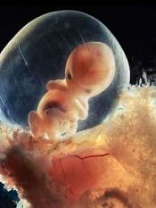 胎儿发育震撼3d视频