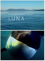Natural World: A Killer Whale Called Luna